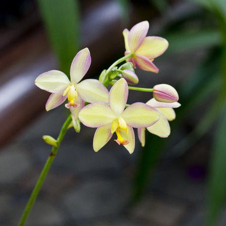 Yellow orchidの写真素材