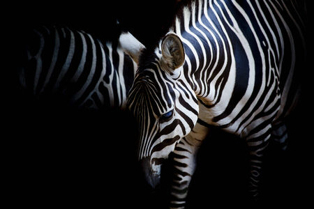 zebraの写真素材