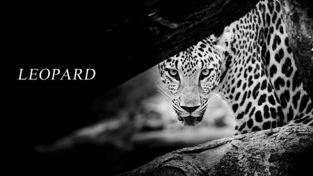 Leopard portraitの写真素材