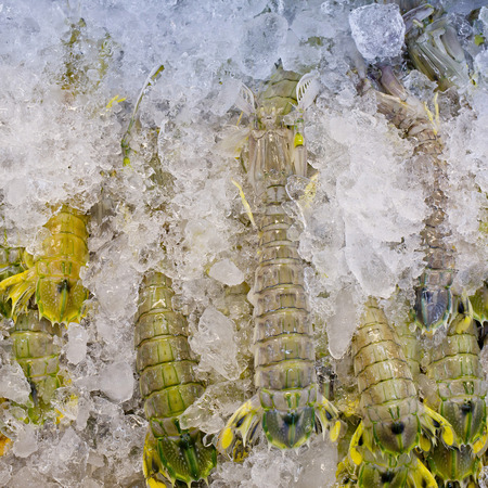 Mantis shrimp with ice in fresh market in Thailandの写真素材
