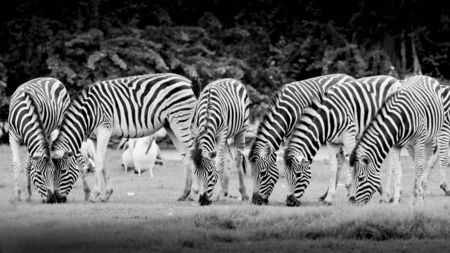 group of zebrasの写真素材