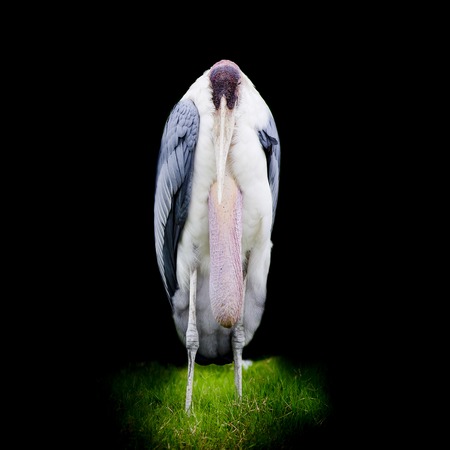 Greater Adjutant Stork - Leptoptilop Dubiusの写真素材