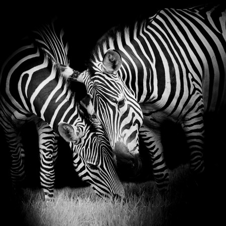 young zebra with momの写真素材