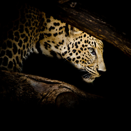 Leopard portraitの写真素材