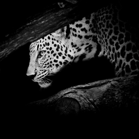 Leopard portraitの写真素材