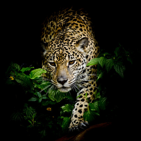 close up Jaguar Portraitの写真素材