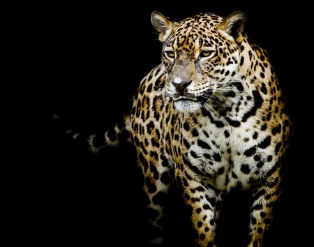 close up Jaguar Portraitの写真素材