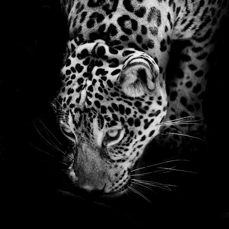 Jaguar portraitの写真素材