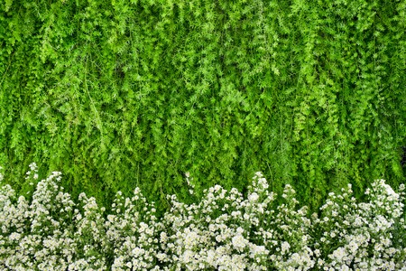 Green and white flowers arrangement backgroundの写真素材