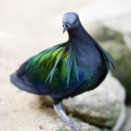 Nicobar pigeonの写真素材