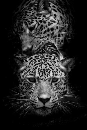close up Jaguar Portraitの写真素材