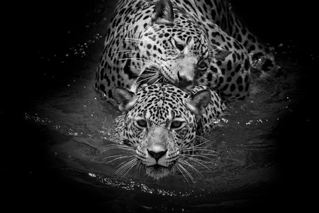 close up Jaguar Portraitの写真素材