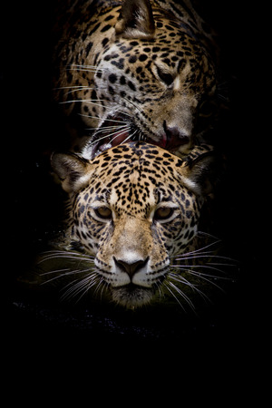 close up Jaguar Portraitの写真素材