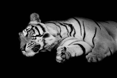 black  white tiger sleep on one's side isolated on black backgroundの写真素材