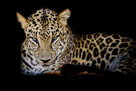 Leopard portrait isolate on black backgroundの写真素材
