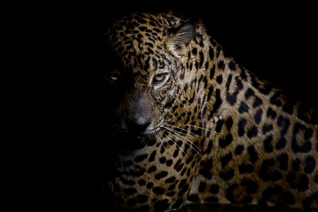 Leopard portrait isolate on black backgroundの写真素材
