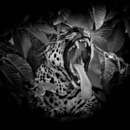 black  white Leopard portrait sticking out tongue in wild isolate on black backgroundの写真素材