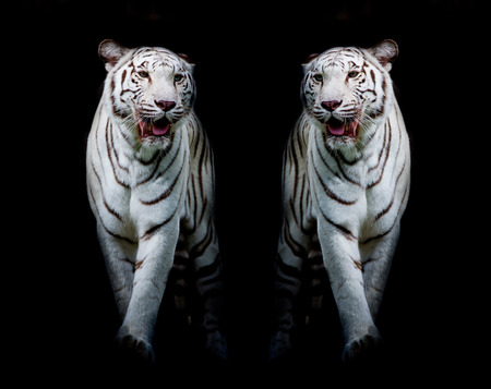 Twin white tigers are walking isolated on black backgroundの写真素材