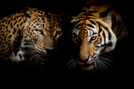 Leopard with blue eyes  Tiger isolate black backgroundの写真素材