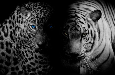 Black  White Leopard with blue eyes  Tiger isolate black backgroundの写真素材