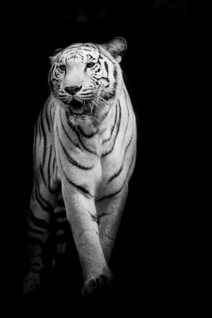 White tiger walking isolated on black backgroundの写真素材