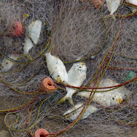 A lot of Fish in fish net. Just caught a lot of fish in a boat.の写真素材