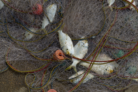 A lot of Fish in fish net. Just caught a lot of fish in a boat.の写真素材