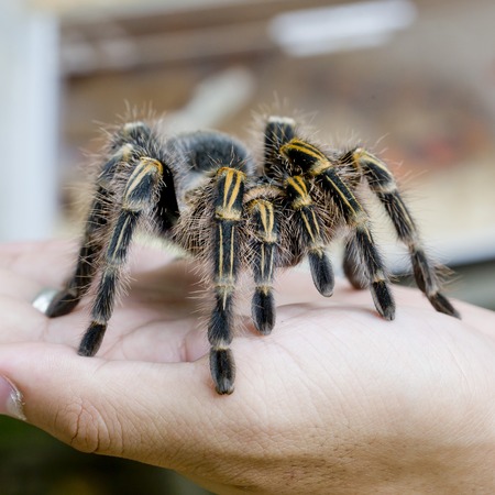 Mexican redknee tarantula Brachypelma smithi, spider female in human handの写真素材