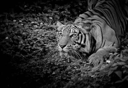 Black and White Tiger looking his prey and ready to catch it.の写真素材