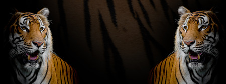 Twin Tigers on tiger skin backgroundの写真素材