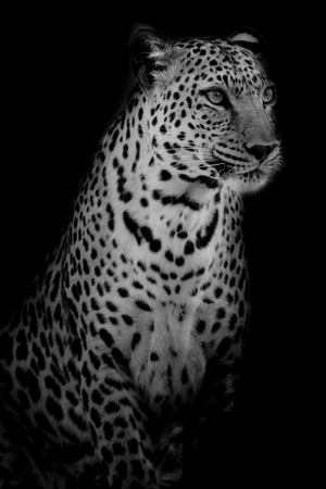 black & white Leopard portrait isolate on black backgroundの写真素材