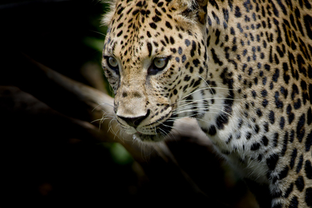 Leopard portrait