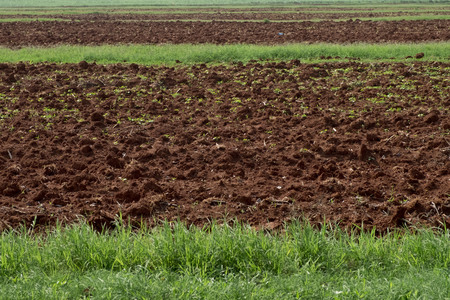 Prepare Organic Gardener and ready to plantingの写真素材