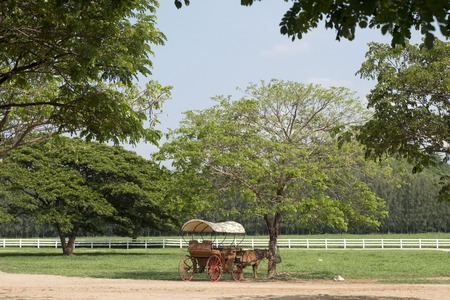 horse drawn carriage or calesa in farmの写真素材