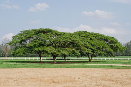 Giant tree in farmの写真素材