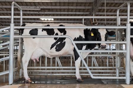 curious black and white holstein cowの写真素材