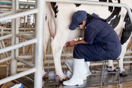 The cow gives plenty of milkの写真素材