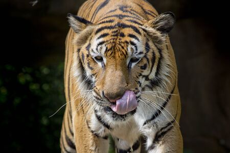 Tiger on blackの写真素材