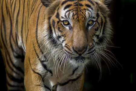 Tiger on blackの写真素材