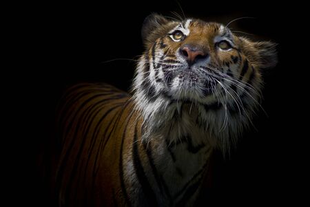 Tiger on blackの写真素材