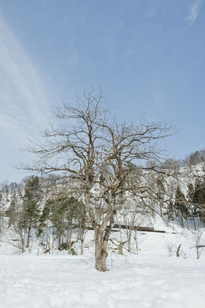 beautiful winter landscape on a sunny dayの写真素材