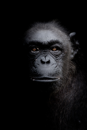 Close up portrait Gorilla look straight ahead isolated on black monochrome portraitの写真素材