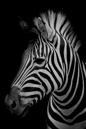 Zebra on dark background. Black and white imageの写真素材