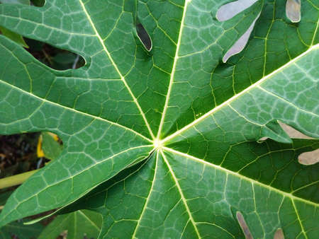 Leaves