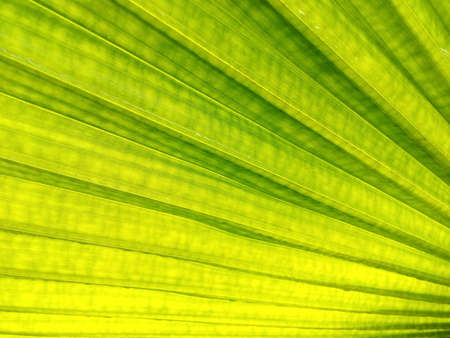 Leaves texture and backgroundの素材