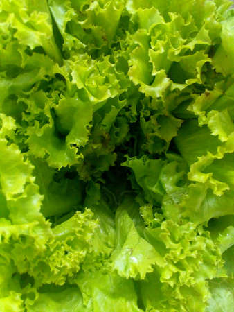 Fresh green leaf lettuce textureの素材