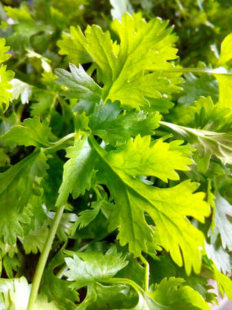 Closeup corianderの素材