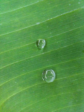 Water drop on green leavesの素材