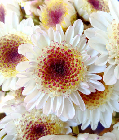 Flower colour fullの素材