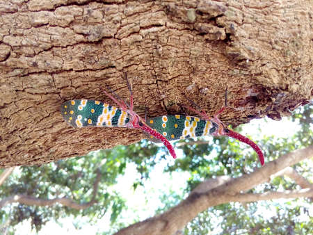 Two insect bug, Lanternfly, Pyrops candelaria, colorful insect on tree fruit.の素材